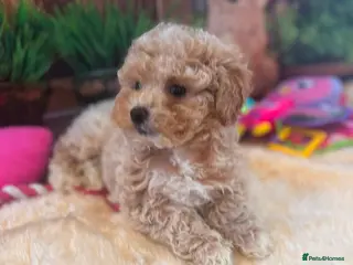 Maltipoo dogs Beautiful maltipoo puppies - Advert 8