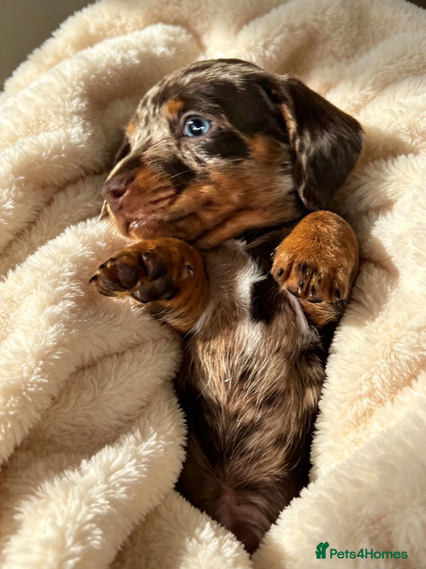 Miniature Dachshund dogs Miniature Dachshund KC Reg Puppies - Advert 1