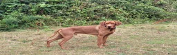 Hungarian Vizsla dogs for stud: PROVEN!!!championship blood line!!!! ❤️ in Llantwit Major - Advert 22