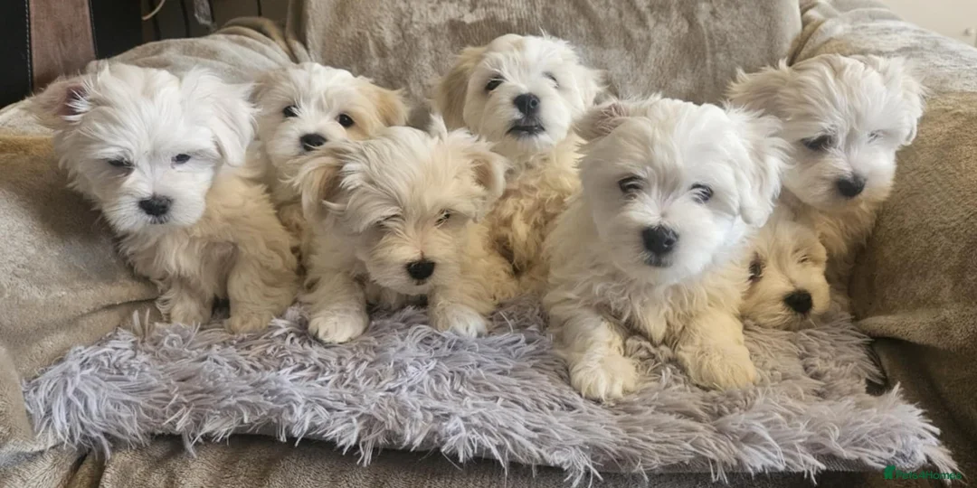 Maltese dogs for sale: Adorable Maltese puppies looking for forever home! - Advert 1