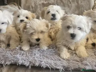 Maltese dogs Adorable Maltese puppies looking for forever home! - Advert 1