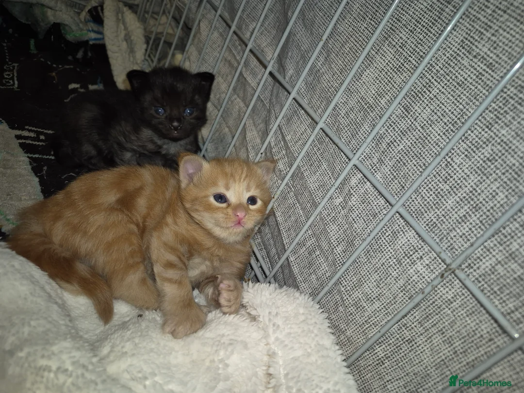 Mixed Breed cats for sale: 3 beautiful kittens - Advert 2