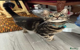 Mixed Breed cats for sale: £50 bengal 1 year girl  in London - Image 9
