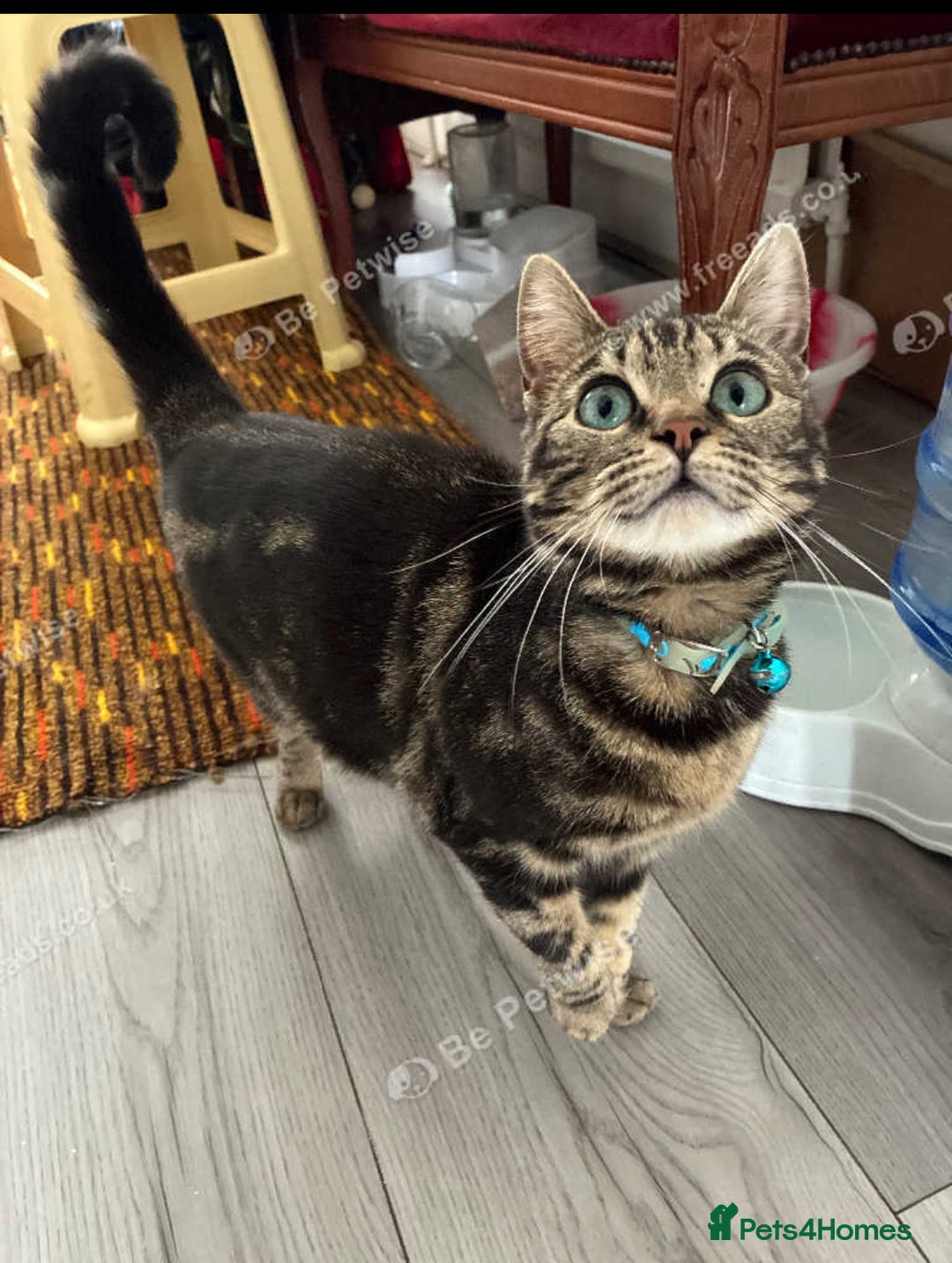 Mixed Breed cats for sale: £50 bengal 1 year girl  in London - Image 9