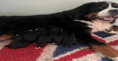 Bernese Mountain Dog dogs 2 kc reg girl Bernese mountain dog puppies  - Advert 16