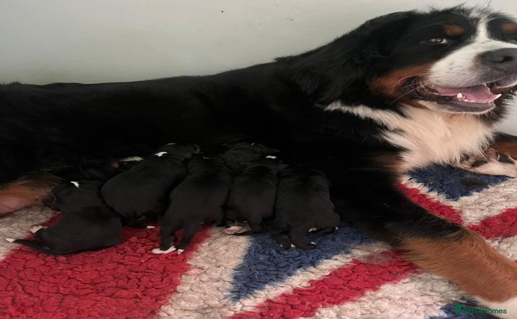 Bernese Mountain Dog dogs 2 kc reg girl Bernese mountain dog puppies  - Advert 3