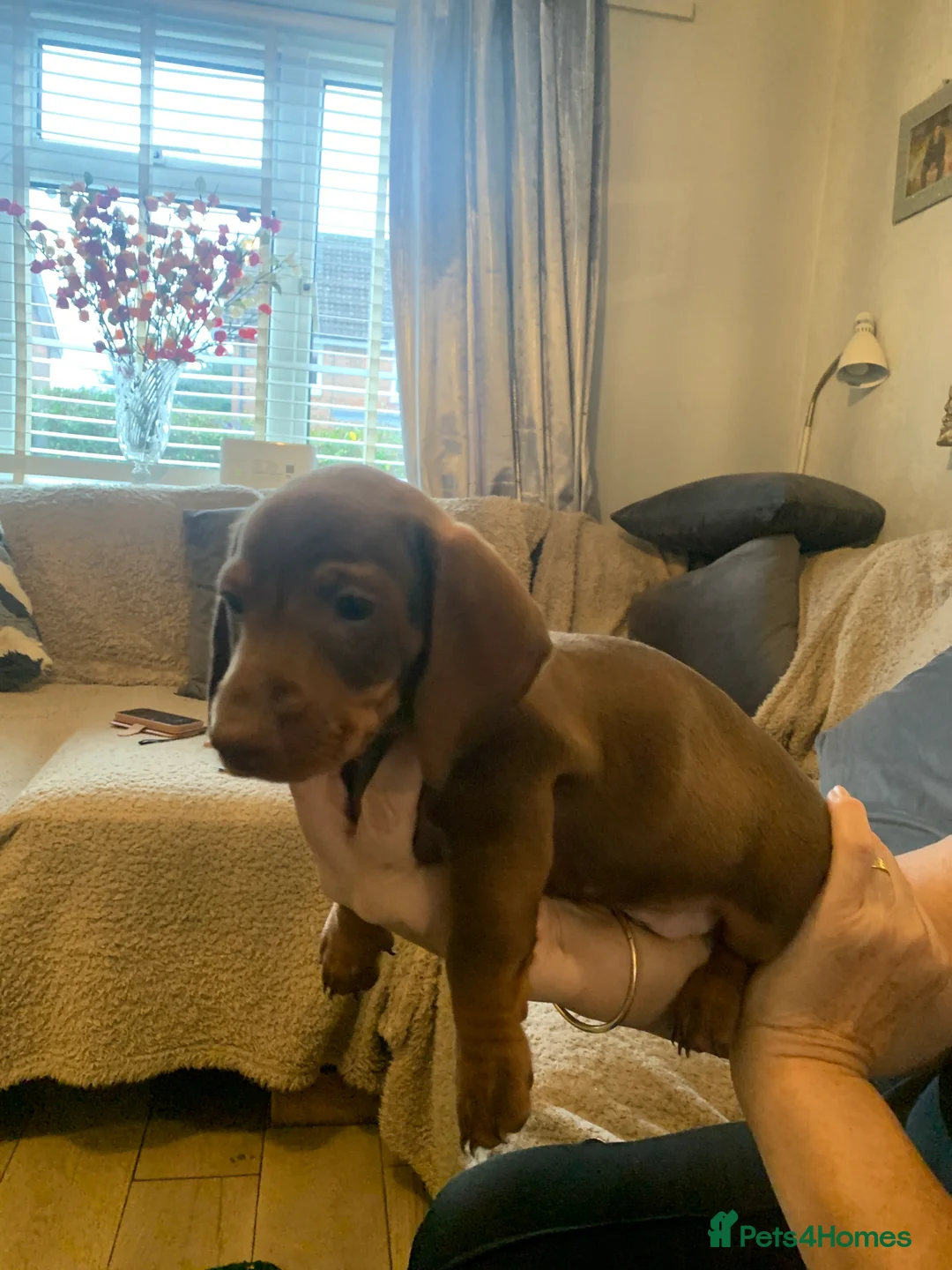 Dachshund dogs for sale: Dachshund puppies  - Advert 13
