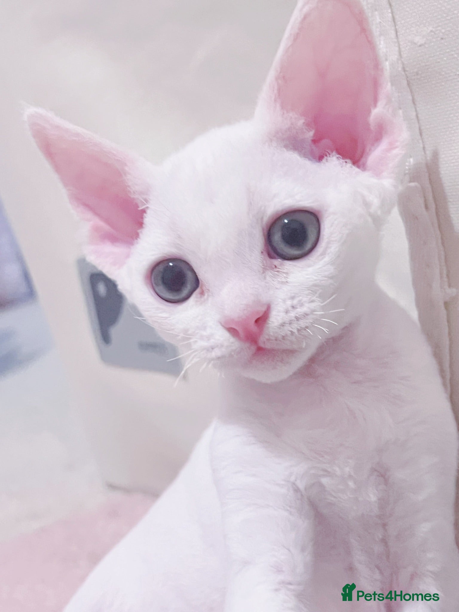 Devon Rex cats Beautiful Devon Rex kittens ❤️❤️❤️ - Advert 2