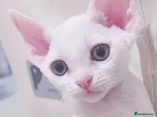 Devon Rex cats Beautiful Devon Rex kittens ❤️❤️❤️ - Advert 2