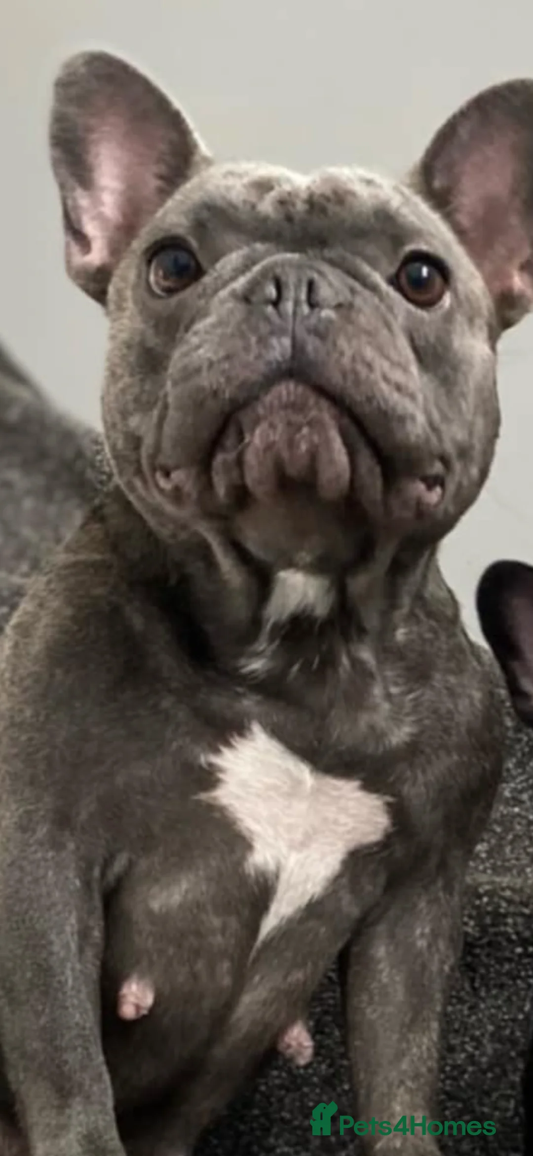 French Bulldog dogs for sale: Female frenchie  in Newark - Advert 2