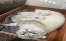 Scottish Fold cats for sale: Scottish fold  in London - Image 1