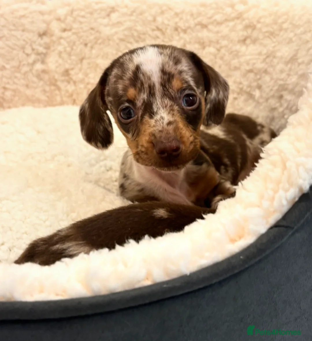 Miniature Dachshund dogs for sale: GORGEOUS Miniature Dachshunds  - Advert 1