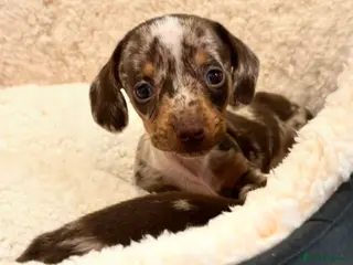 Miniature Dachshund dogs GORGEOUS Miniature Dachshunds - Advert 5