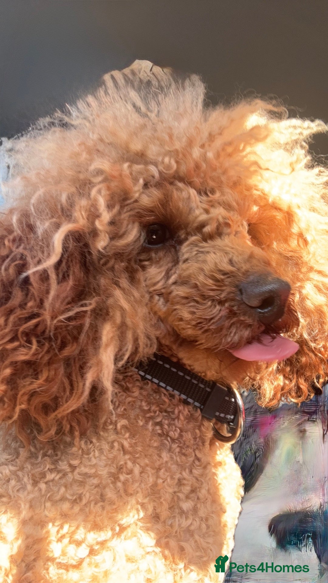 Poodle dogs for sale: KC Red fox miniature toy poodle. Ready now - Image 1