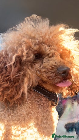 Poodle dogs - Advert 1