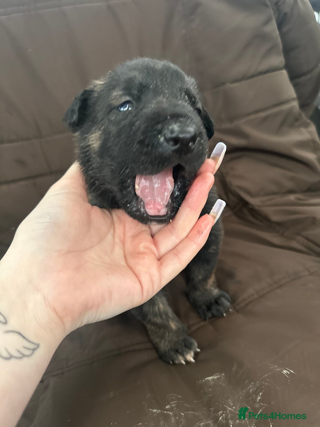 Mixed Breed dogs for sale: Dutch Herder Puppies  - Advert 21