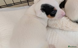 Jack Russell dogs for sale: Delightful Jack Russell Puppies  - Image 9