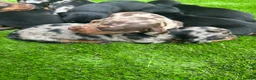 Dachshund dogs for sale: Beautiful Dachshund Puppies  - Advert 13