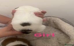 Jackapoo dogs for sale: Cavapoo x jack Russell puppies  - Image 2