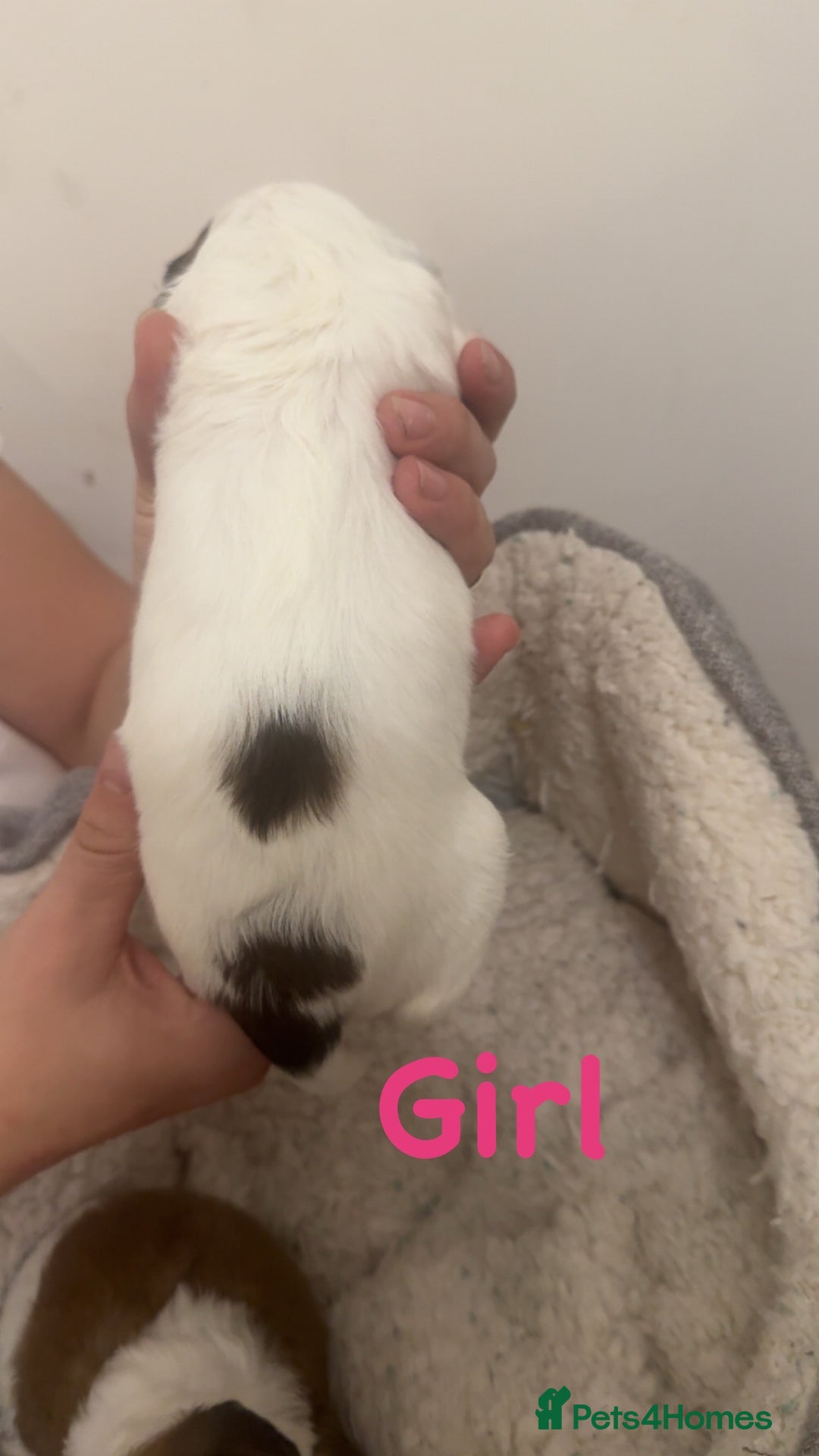 Jackapoo dogs for sale: Cavapoo x jack Russell puppies  - Image 2