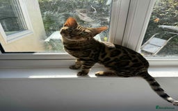 Bengal cats for sale: Orion 2 year old bengal cat - Image 2