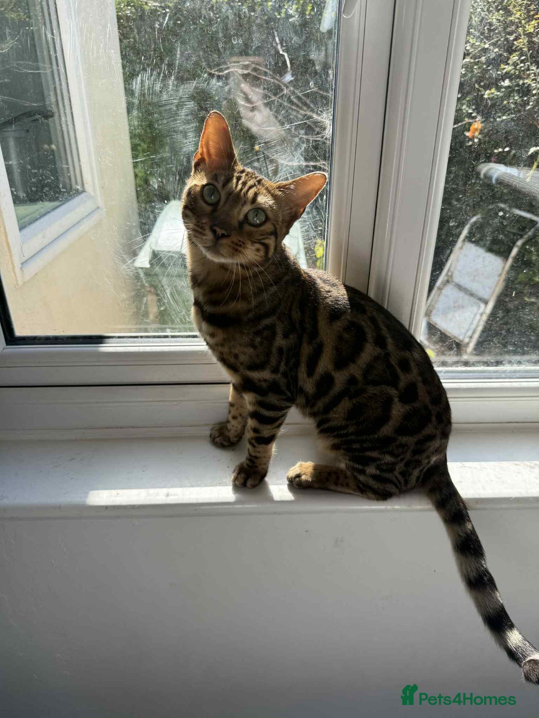 Bengal cats for sale: Orion 2 year old bengal cat - Image 2