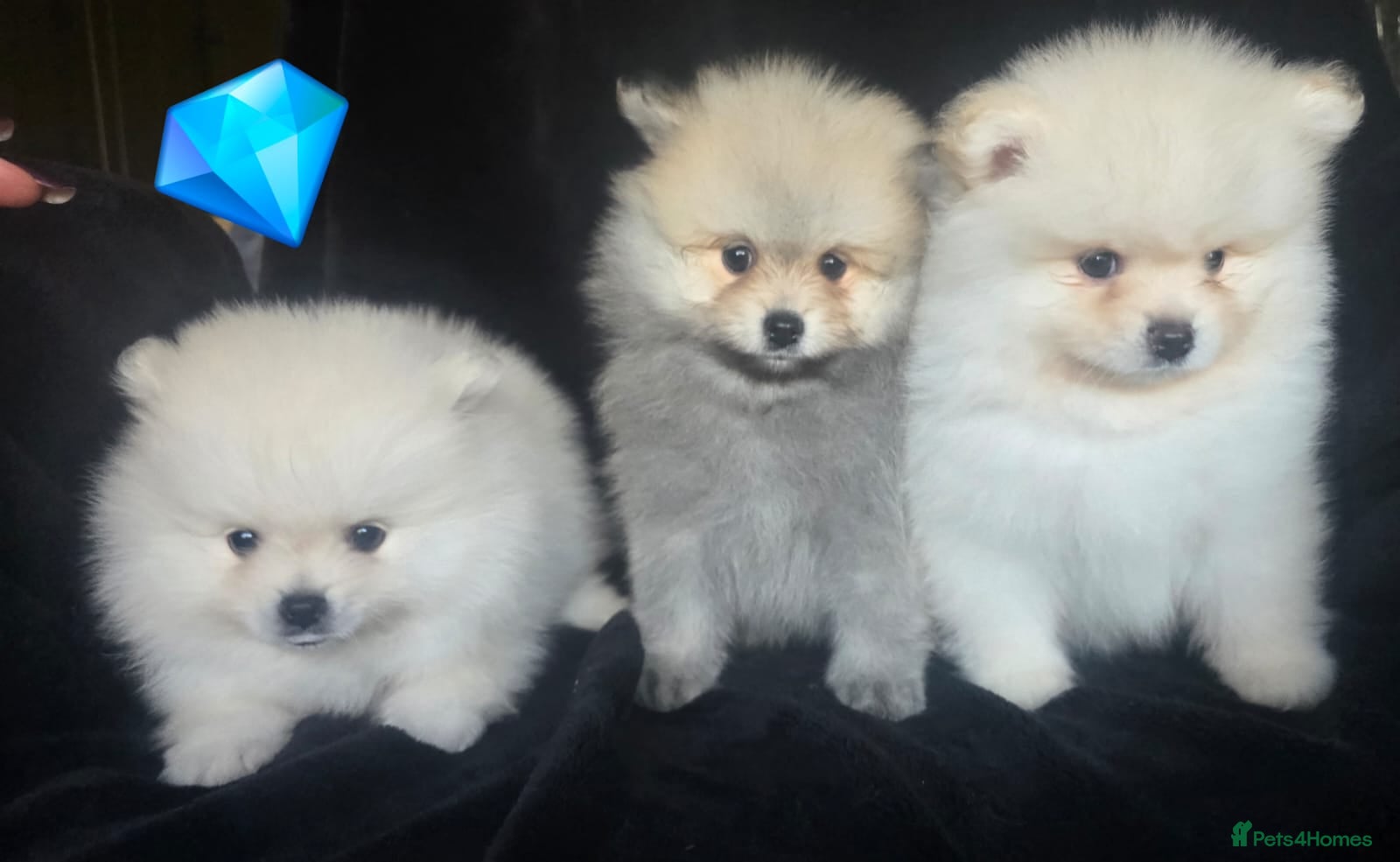 Pomeranian dogs Fluffy pomeranian male puppies for sale. KC reg. - Advert 2