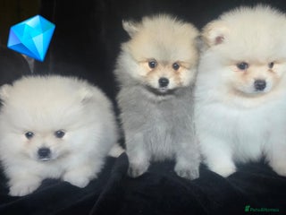 Pomeranian dogs Fluffy pomeranian male puppies for sale. KC reg. - Advert 1