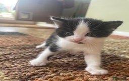 British Longhair cats for sale: British Longhair x domestic black white kittens - Image 17