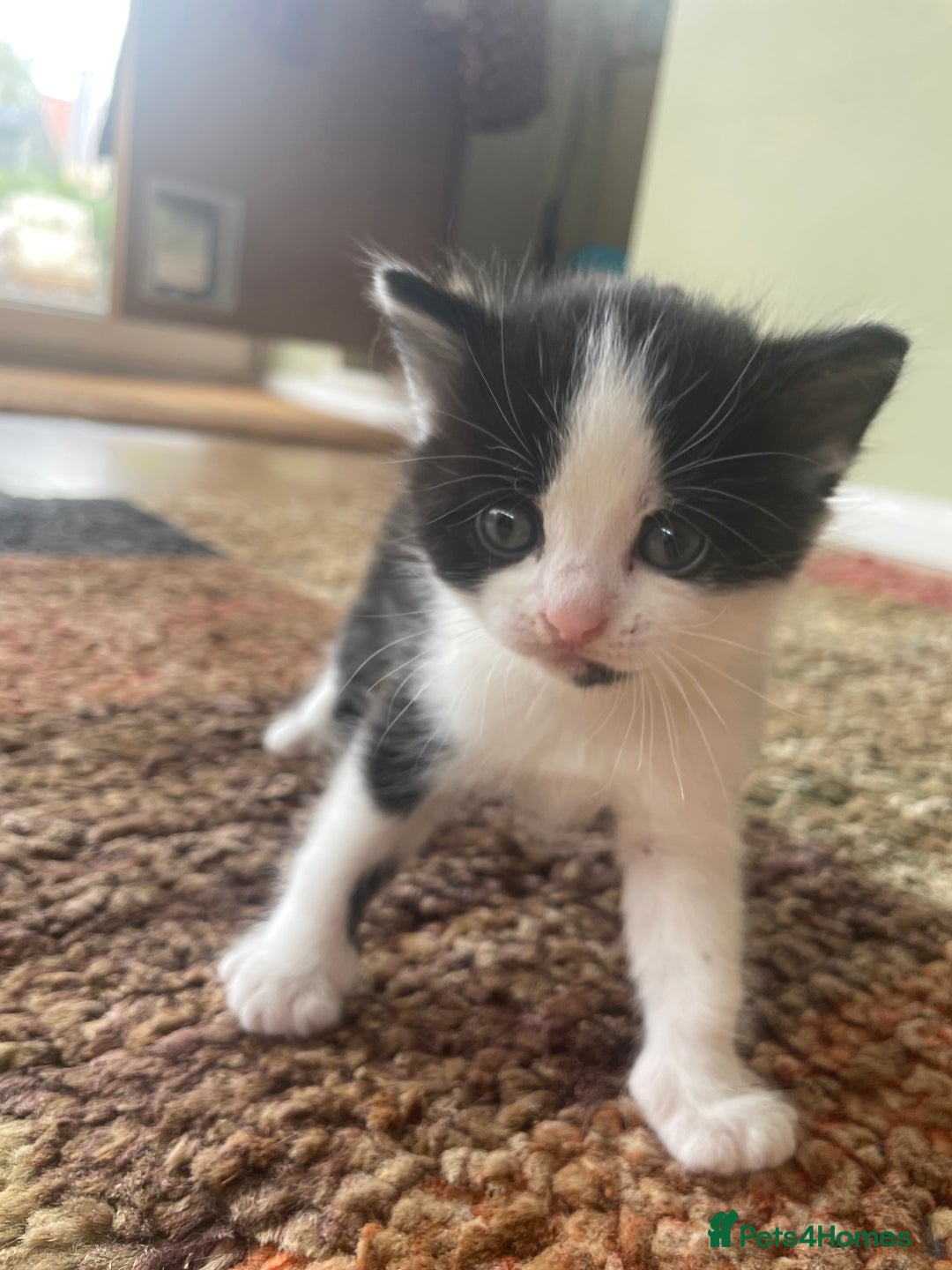 British Longhair cats for sale: British Longhair x domestic black white kittens - Image 17