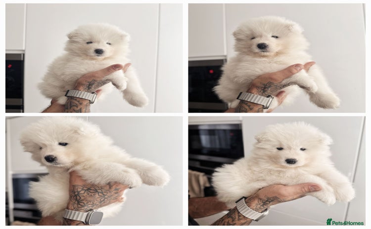 Samoyed dogs - Advert 3