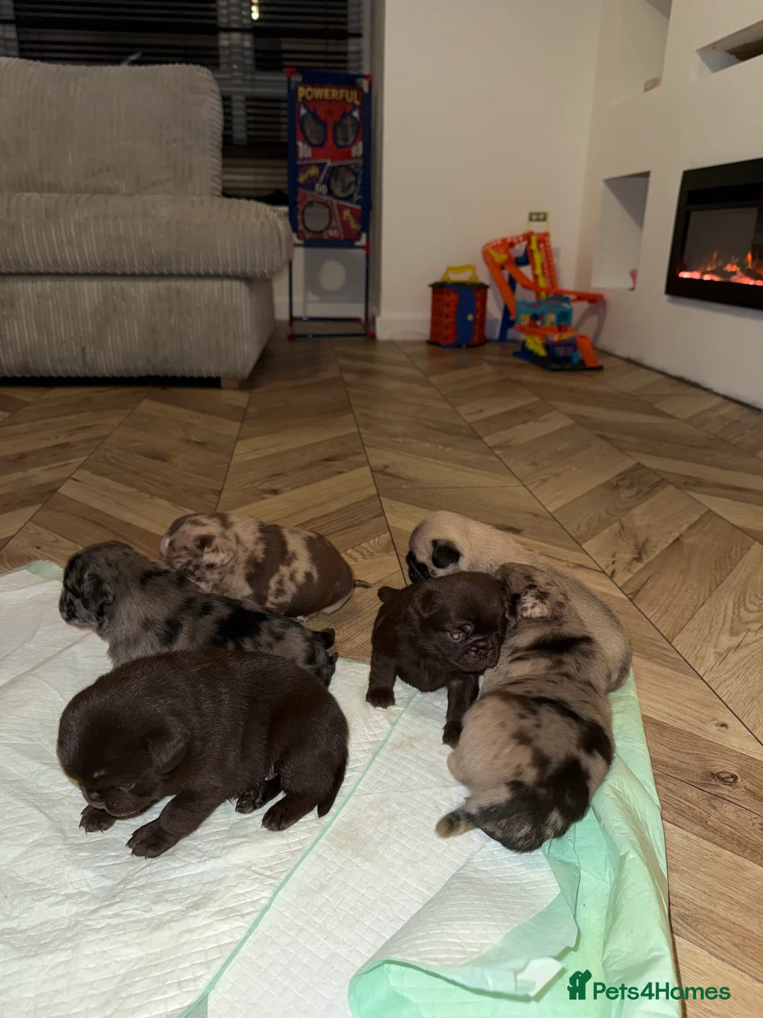 Pug dogs for sale: Merle pugs  - Advert 3
