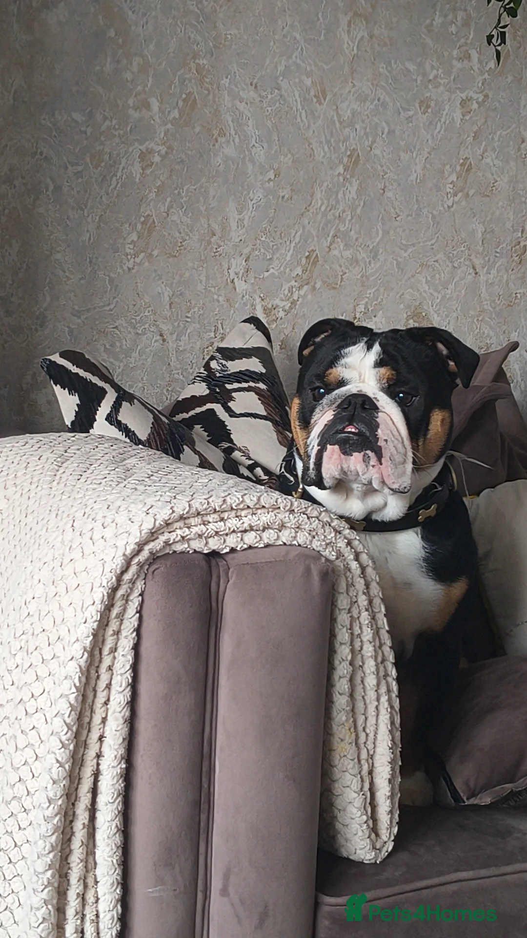 English Bulldog dogs for sale: English bulldog male KC reg - Advert 3