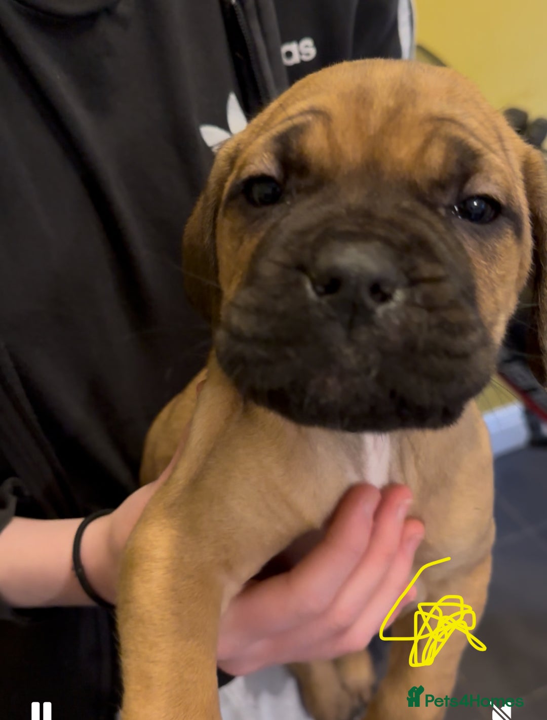 Cane Corso dogs for sale: Cane Corse Puppies - Advert 6