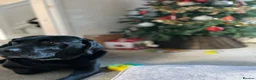Labrador Retriever dogs for sale: Loving and caring labrador in Peterborough - Advert 2