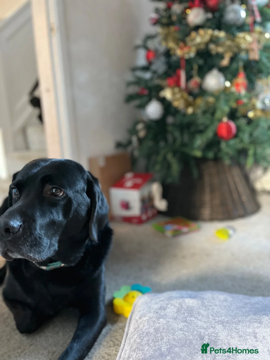 Labrador Retriever dogs for sale: Loving and caring labrador in Peterborough - Advert 2