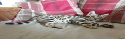 Bengal cats for stud: Quality T.I.C.A reg Bengal for stud SCOTLAND - Advert 17