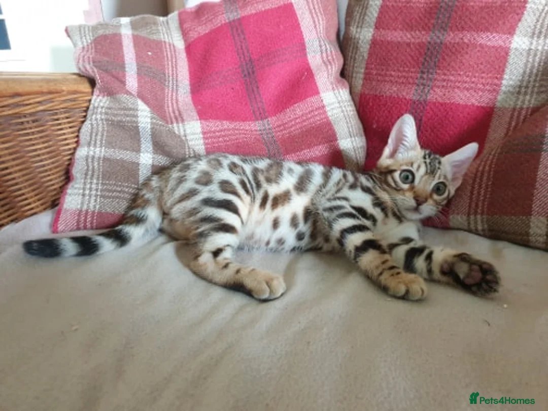 Bengal cats for stud: Quality T.I.C.A reg Bengal for stud SCOTLAND - Advert 17