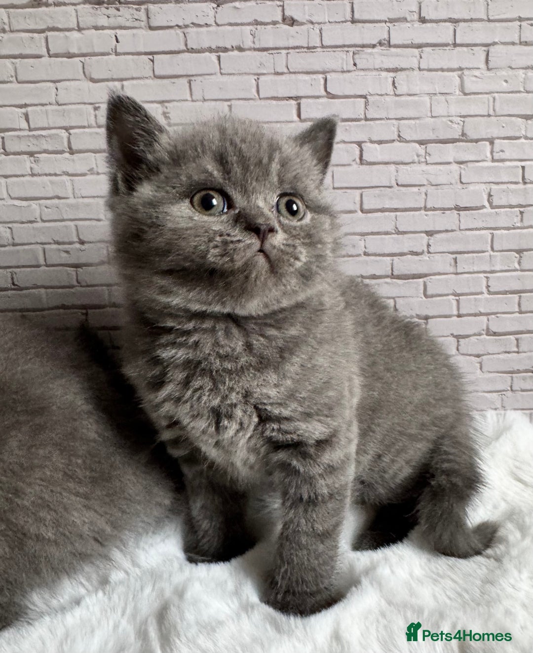 British Shorthair cats for sale: British Shorthair Kittens - Advert 6