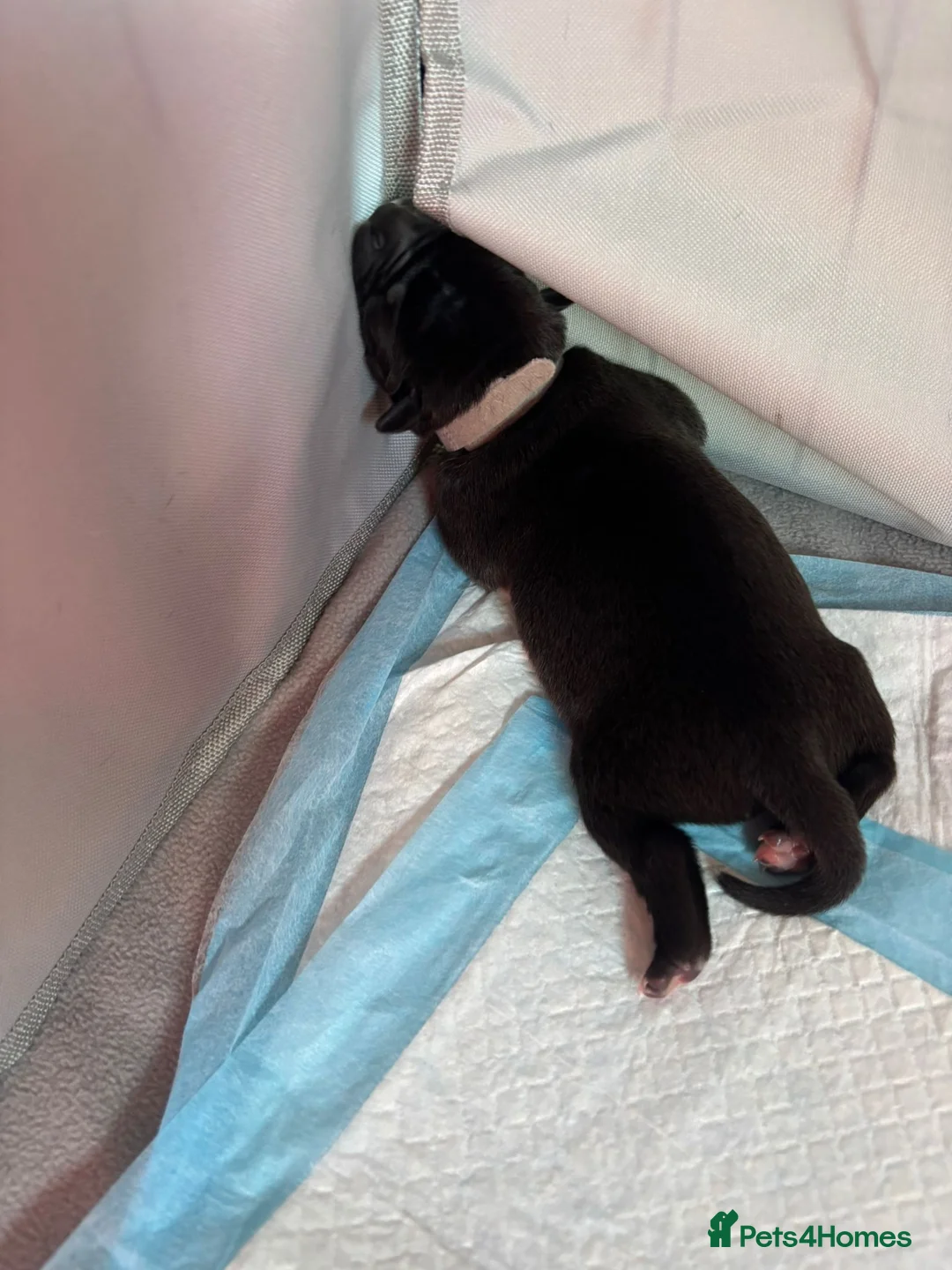 Staffordshire Bull Terrier dogs for sale: Beautiful litre of staffs for sale  in Colchester - Advert 13