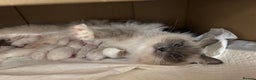 Ragdoll cats for sale: bi color ragdoll kittens - read ad - Advert 7