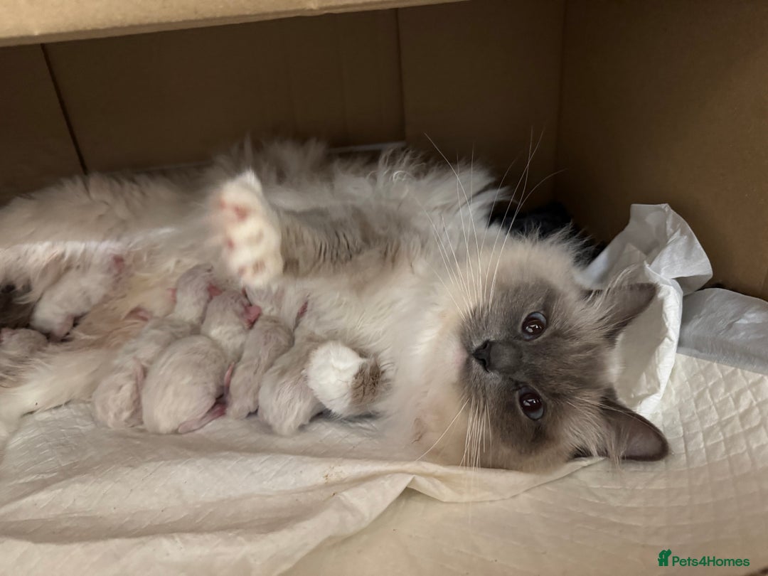 Ragdoll cats for sale: bi color ragdoll kittens - read ad - Advert 7