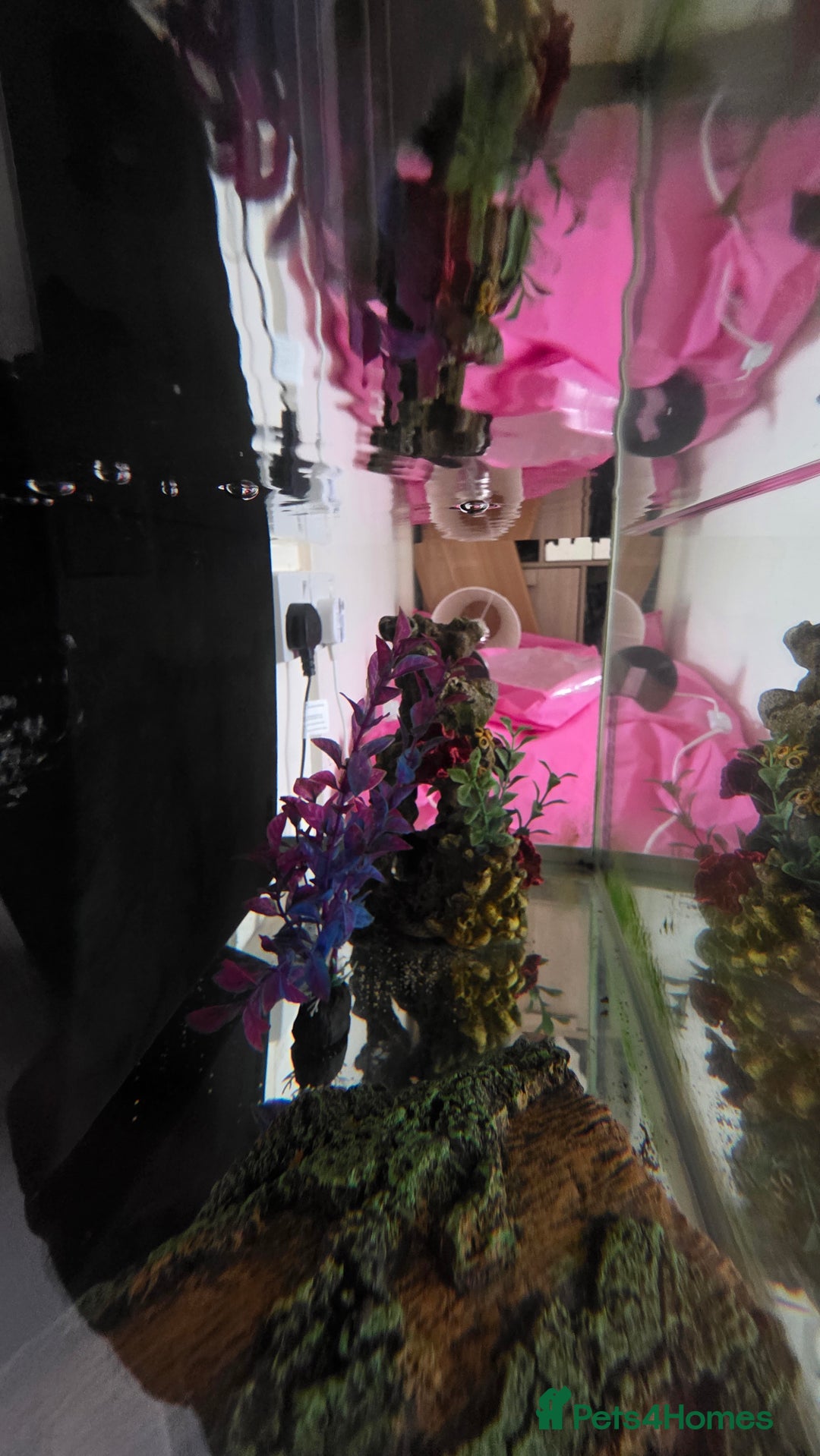 Axolotl reptiles for sale: Axolotl with tank etc - Image 9
