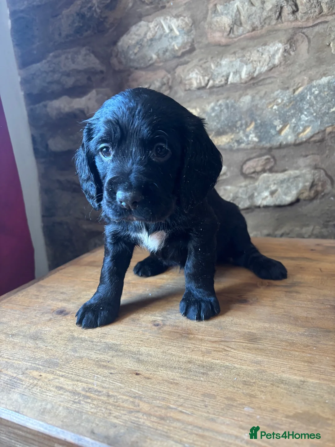 Cocker Spaniel dogs for sale: Ready to go 01/09! Gorgeous Working Cockers   - Advert 12