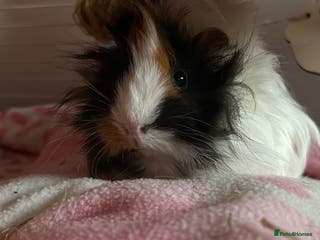 Guinea Pig rodents Beautiful mixed gender guinea pigs - Advert 16