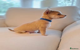 Chihuahua dogs for sale: Chihuahua puppies for sale - Image 16
