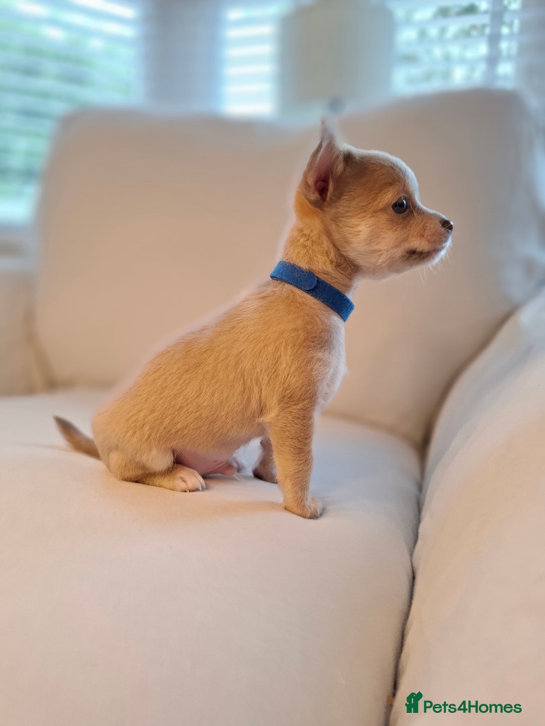 Chihuahua dogs for sale: Chihuahua puppies for sale - Image 16