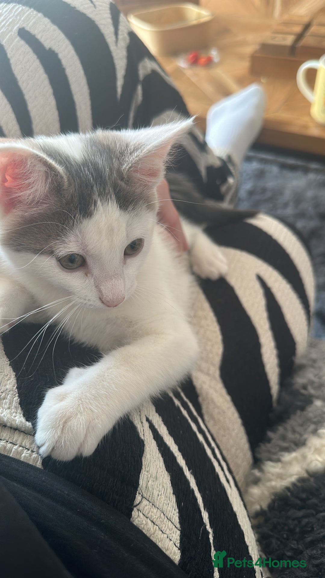 Mixed Breed cats for sale: READY NOW- 2 F Left. Beautiful Natures in Northampton - Image 16