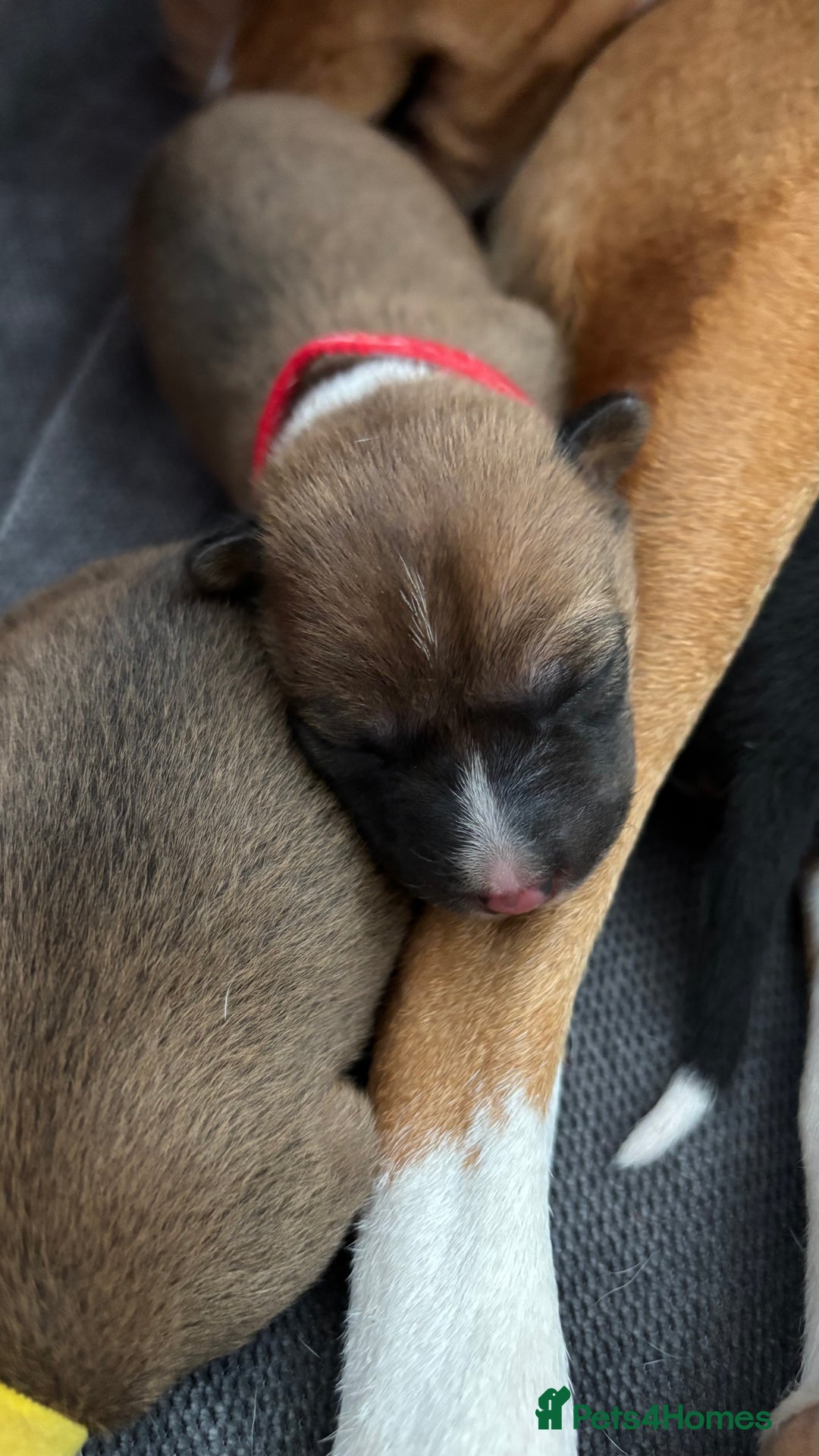 Basenji dogs for sale: Basenji puppies  - Advert 4