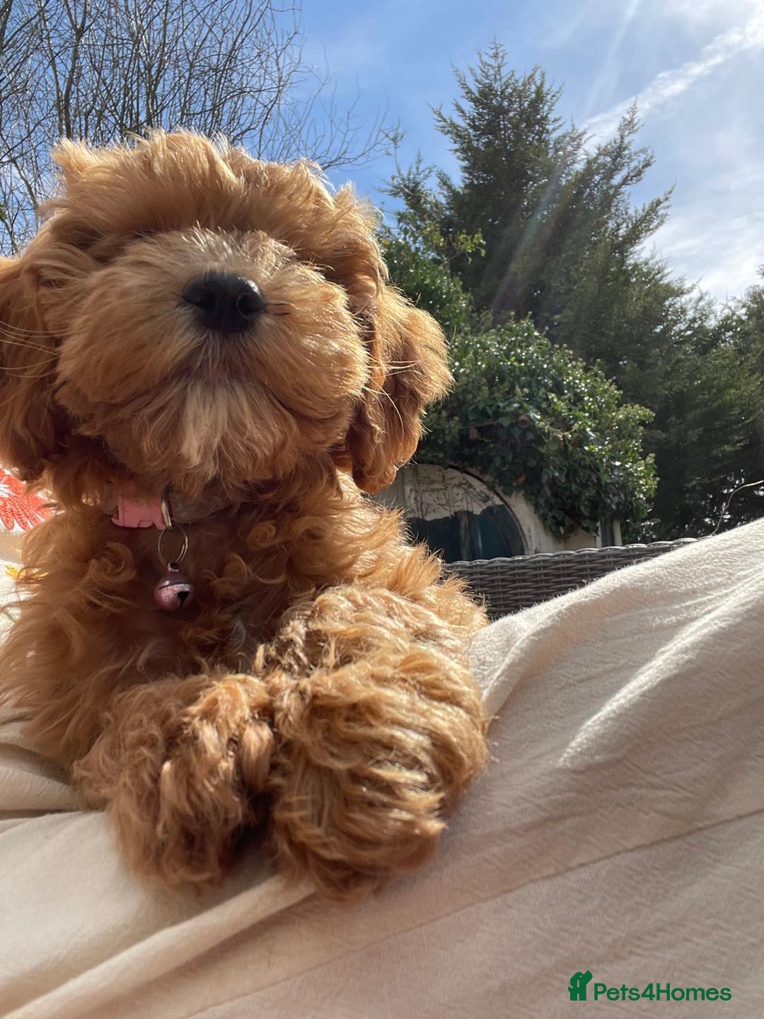 Cockapoo dogs for sale: Beautiful family of cockerpoos - Image 27